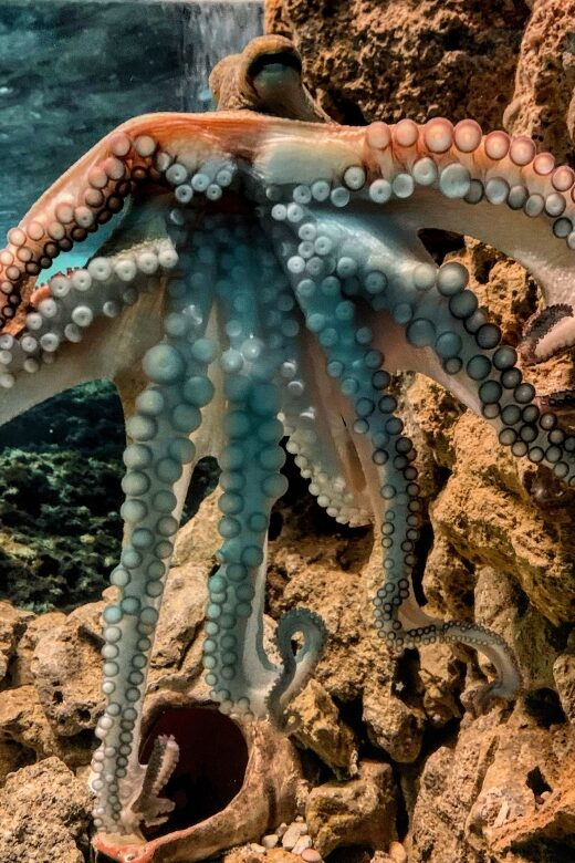 Corfu: Aquarium Entry Ticket with Guided Tour - FAQs