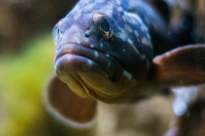 Corfu Aquarium Ticket with Tour Included - Who Will Love This?