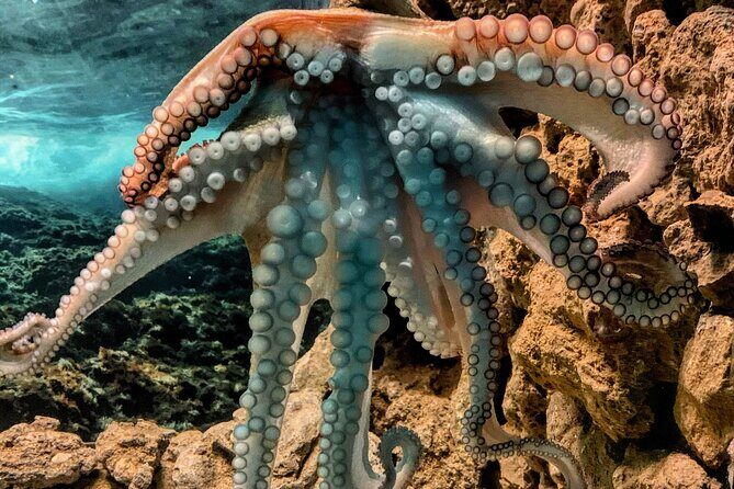 Corfu Aquarium Ticket with Tour Included - Final Thoughts