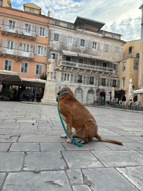 Corfu: Dog Sightseeing Tour - What to Expect from the Corfu Dog Sightseeing Tour