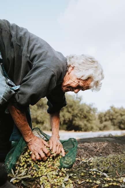 Corfu: Guided Olive Groves Tour with Olive Oil Tasting - An In-Depth Look at the Olive Groves Tour