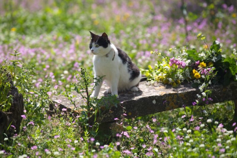 Corfu: Organic Olive Oil Farm Tour with Transfer and Tasting - Key Points