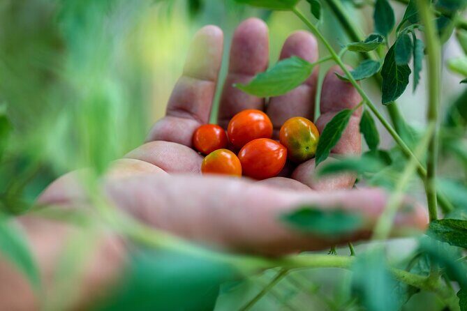 Corfu Organic Olive Oil Tasting at Family Farm - FAQ