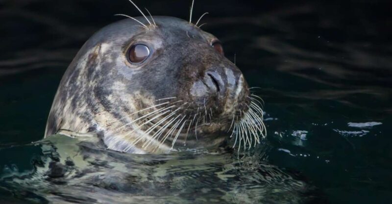 Cornwall: Guided Seal Safari by Boat - An In-Depth Look at the Experience