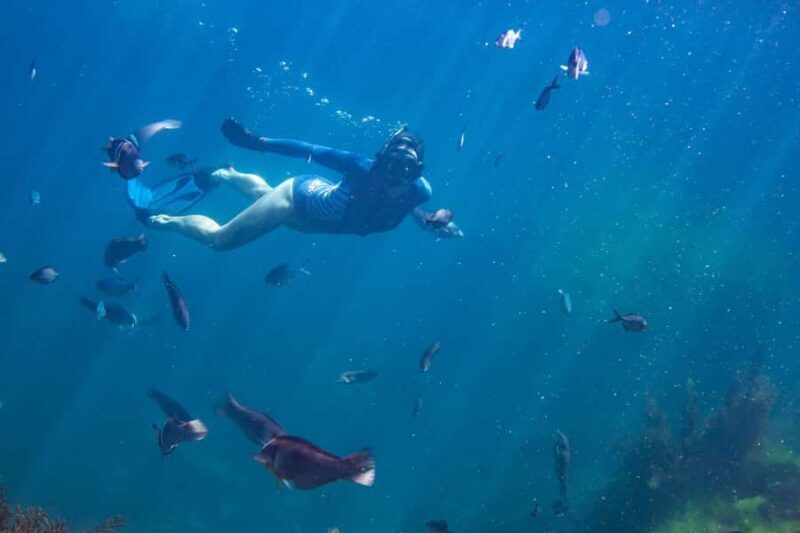Coromandel: Aldermen Islands Marine Reserve Wildlife Cruise - Authentic Experiences Backed by Satisfied Travelers