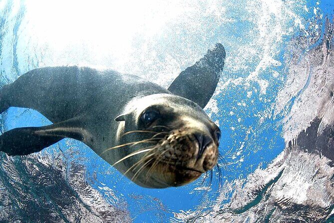 Coronado Island Adventure, snorkeling & picnic on the beach - What to Expect from the Coronado Island Adventure