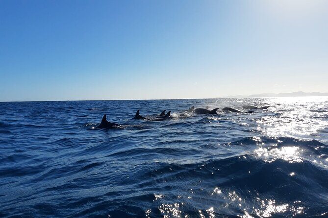 Coronado Island Adventure, snorkeling & picnic on the beach - Practical Tips for Making the Most of Your Tour