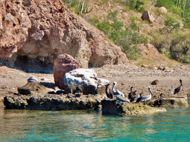 Coronado Island and Snorkel Tour - Final Thoughts