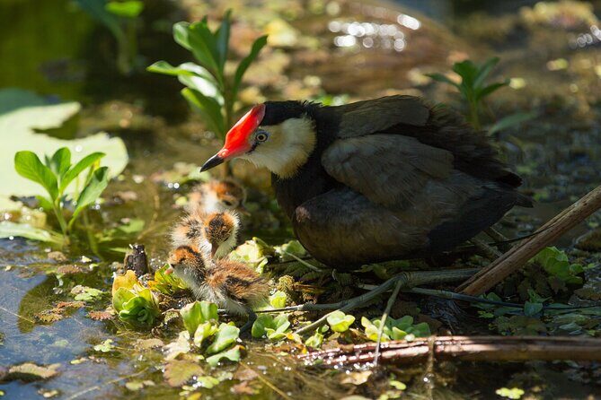 Corroboree Billabong 2.5 hour Lunch Cruise - The Detailed Experience