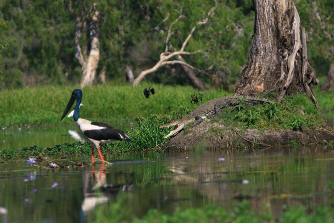 Corroboree Billabong Wetland Cruises - 1.5 hour Morning cruise - Key Points