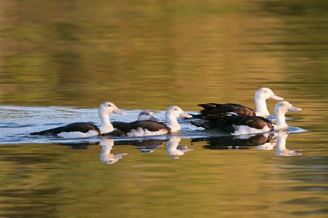 Corroboree Billabong Wetland Cruises - 1.5 hour Morning cruise - Why This Tour Works Well