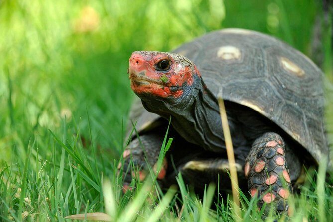 Corsica A Cupulatta Turtle Park Skip the Line Admission Ticket - An In-Depth Look at A Cupulatta