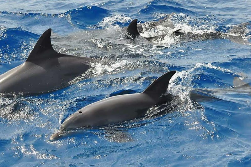 Corsica: Guided Sea Trip From Porto-Ota - A Deep Dive into the Corsica Sea Trip Experience