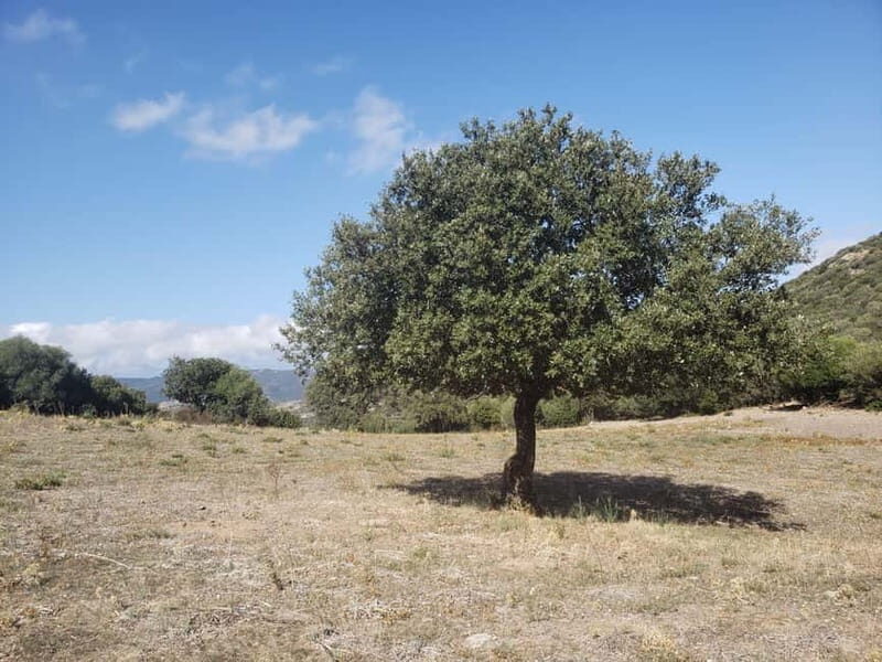 Corsica: Organic wine tasting - Authenticity and Value