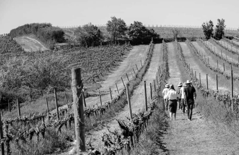 Cortona: Organic wines tasting at Colle Acacia's vineyards - Who Would Love This Experience?