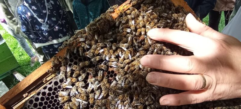 Corund, HR: Visit to bee-keeper, tasting & hive-opening - An In-Depth Look at the Beekeeping Tour