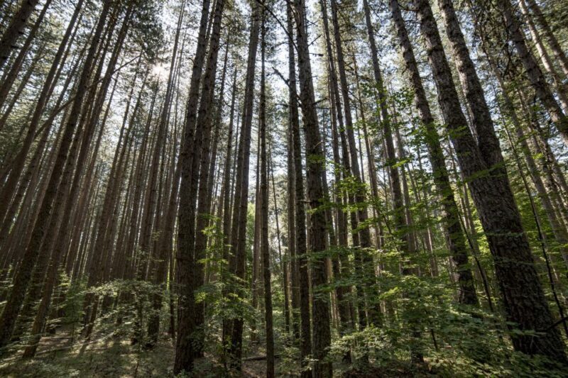 Cosenza: Giants of the Sila - Key Points