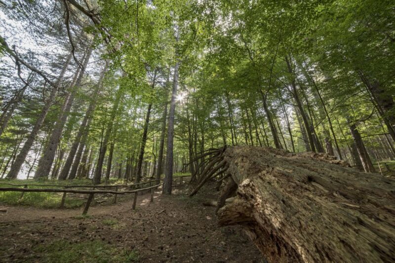 Cosenza: Giants of the Sila - The value of this experience