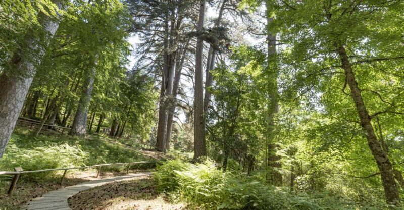 Cosenza: Giants of the Sila - Breaking down the itinerary