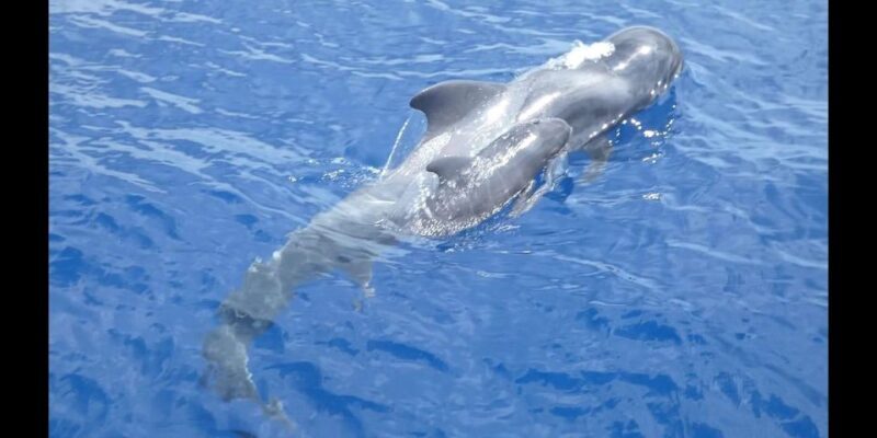 Costa Adeje: Whale and Dolphin Cruise with Food and Pickup - Authentic Insights from Travelers