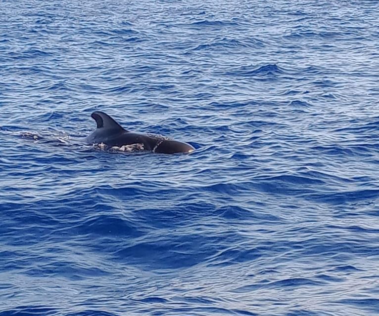 Costa Adeje: Whale and Dolphin-Watching Boat Excursion - Key Points