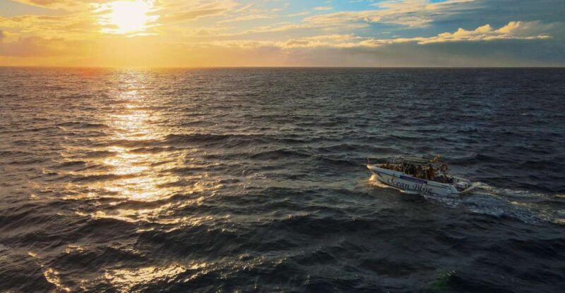 Costa Adeje: Whale and Dolphin-Watching Boat Excursion - An In-Depth Look at the Experience