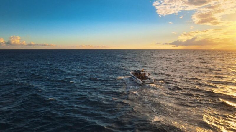 Costa Adeje: Whale and Dolphin-Watching Boat Excursion - Who Should Book This Tour?