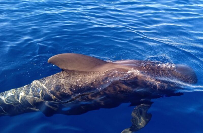 Costa Adeje: Whale and Dolphin-Watching Boat Excursion - FAQ