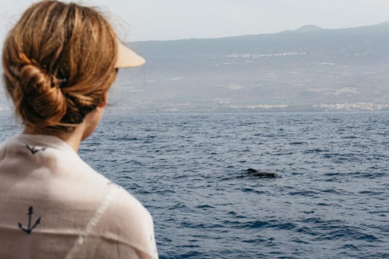Costa Adeje: Whale & Dolphin Eco-Cruise with Snacks & Drinks - Key Points