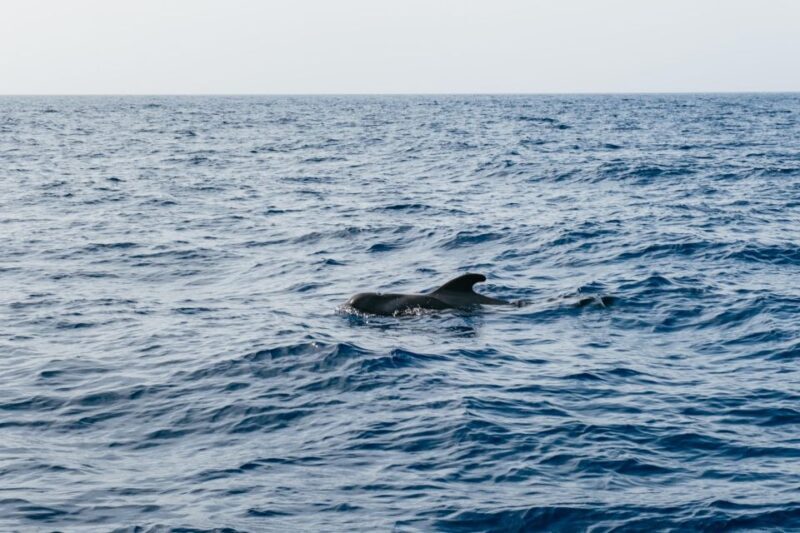 Costa Adeje: Whale & Dolphin Eco-Cruise with Snacks & Drinks - FAQ