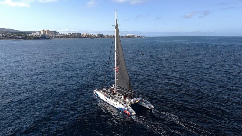 Costa Adeje: Whale & Dolphin Eco-Cruise with Snacks & Drinks - Final Thoughts