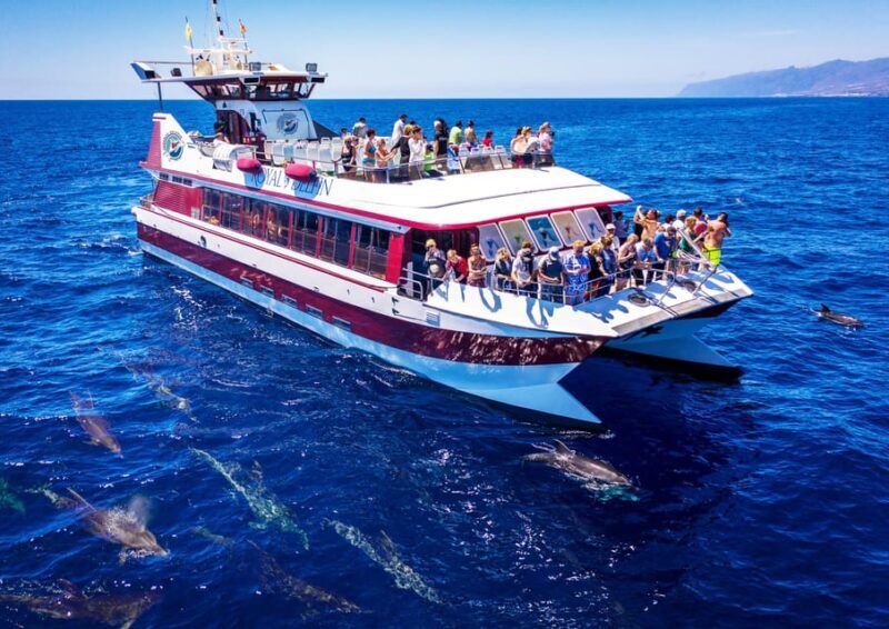 Costa Adeje: Whale & Dolphin Submarine Vision Mini Cruise - Analyzing the Experience: What You Can Expect