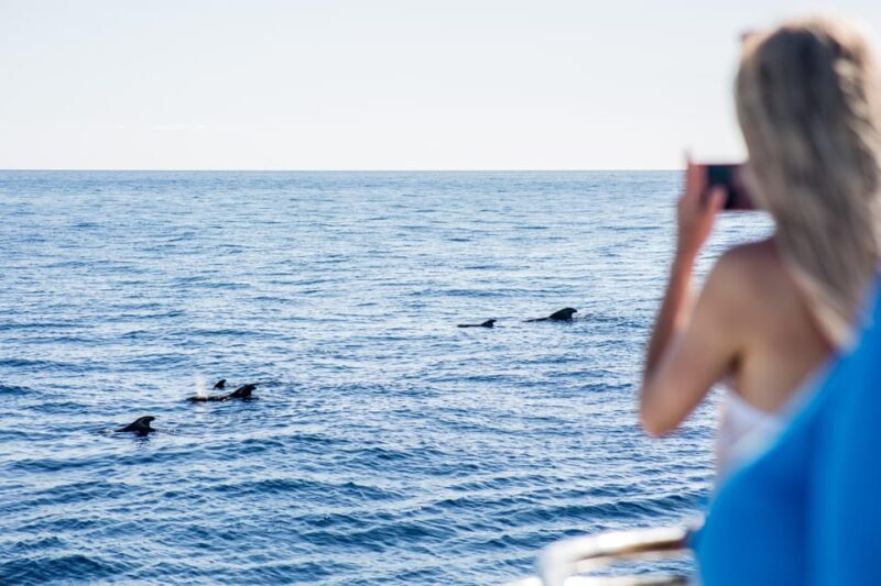 Costa Adeje: Whale & Dolphin Submarine Vision Mini Cruise - Who Is This Tour Perfect For?