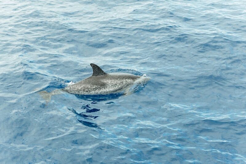 Costa Adeje: Whale & Dolphin Submarine Vision Mini Cruise - FAQs About the Tenerife Dolphin Whale & Underwater Viewing Cruise