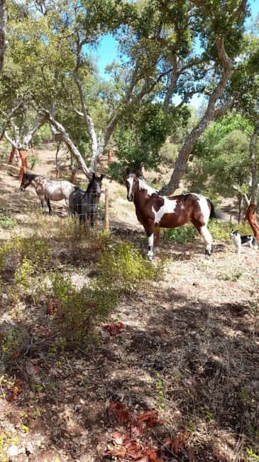 Costa Alentejana: Horse tour in Serra de Grândola - What Makes This Tour Stand Out