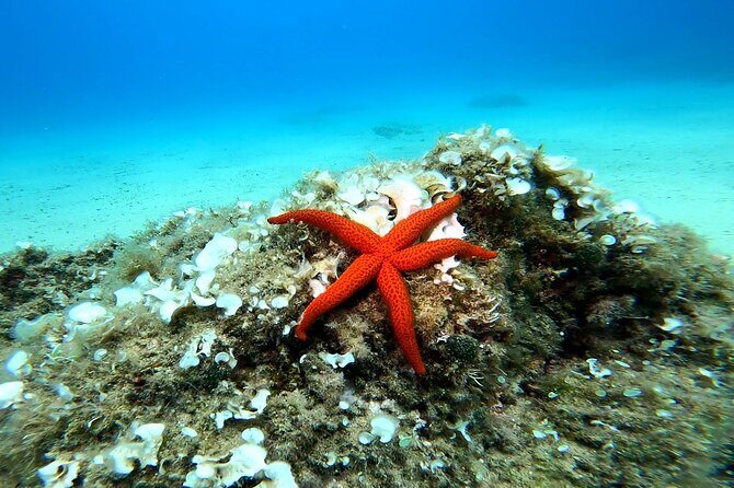 Costa Brava: Scuba Diving Tour, Lunch and a Visit to Tossa de Mar - Analyzing Price and Value