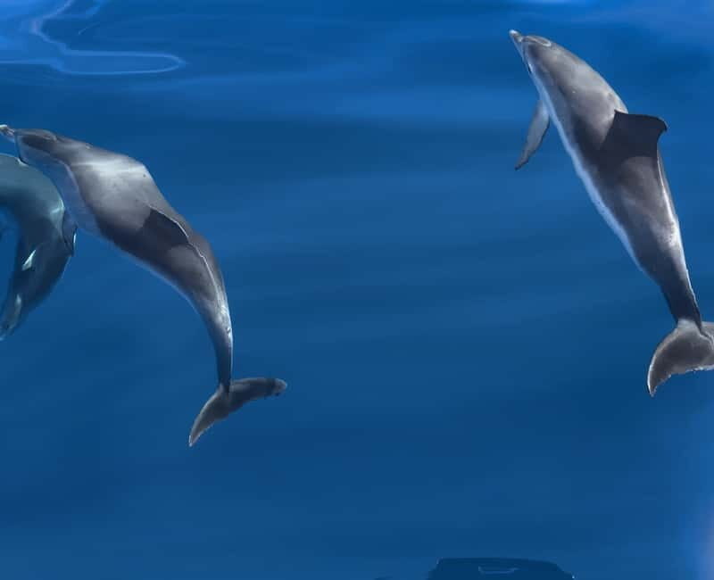 Costa Calma: Fuerteventura Dolphin Watching Boat Tour - A Detailed Look at the Tour Experience