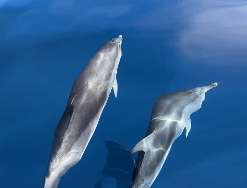 Costa Calma: Fuerteventura Dolphin Watching Boat Tour - Who Will Love This Tour?