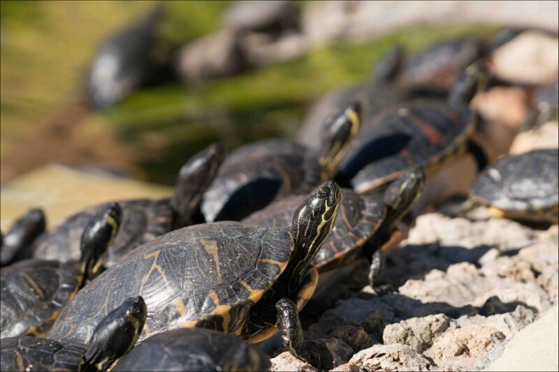 Costa d'en Blanes: Entry Ticket for Marineland Mallorca - Practical Tips for Visiting Marineland Mallorca