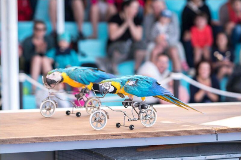 Costa d'en Blanes: Entry Ticket for Marineland Mallorca - FAQ