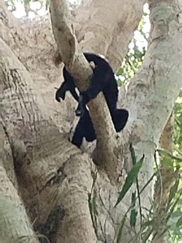 Costa Maya: Chacchoben ruins exclusive tour - Practical Tips for Your Visit