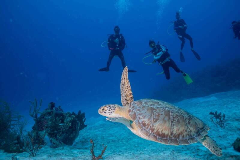 Costa Maya: Discover Scuba Diving Reef Experience - Introduction: An Accessible Underwater Adventure