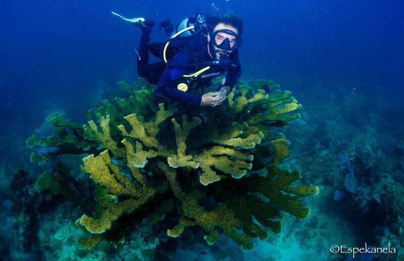 Costa Maya: Discover Scuba Diving Reef Experience - The Itinerary: A Well-Structured Dive Day