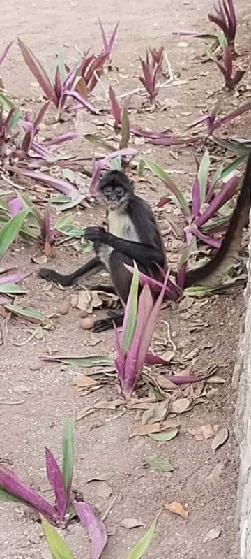 Costa Maya Port: Chacchoben Mayan Temples, crossing the Pineapple Town - Introduction: Why This Tour Might Be Just What You Need