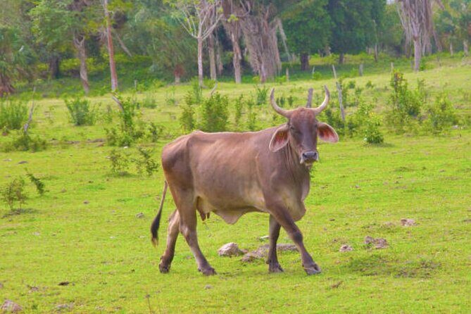 Costa Maya Shore Excursion: Chacchoben Small Group Tour with Food & Drinks - The Itinerary and What You’ll Experience