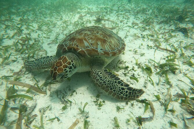 Costa Maya, snorkeling on the reef with fish, looking for turtles - What to Expect from Your Costa Maya Snorkeling Tour