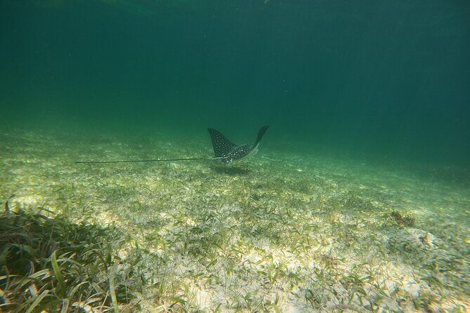 Costa Maya, snorkeling on the reef with fish, looking for turtles - FAQ