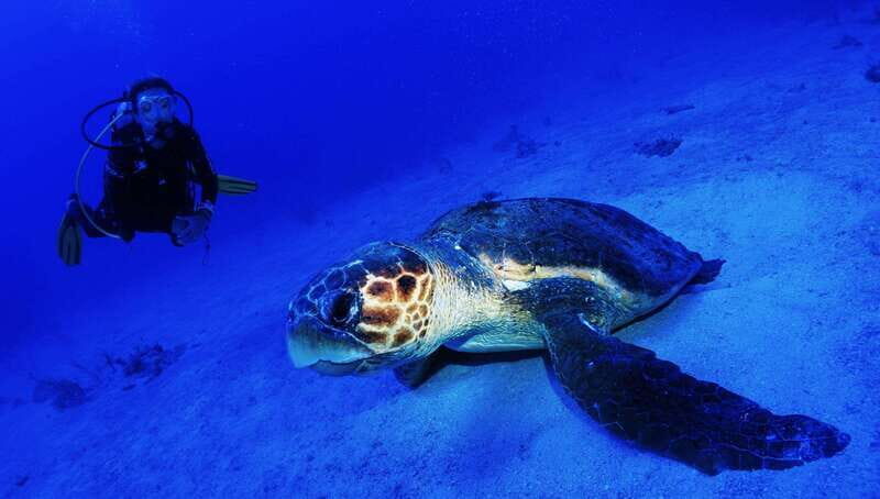 Costa Maya: Two Tank Fun Dive for Certified Divers - Final Thoughts