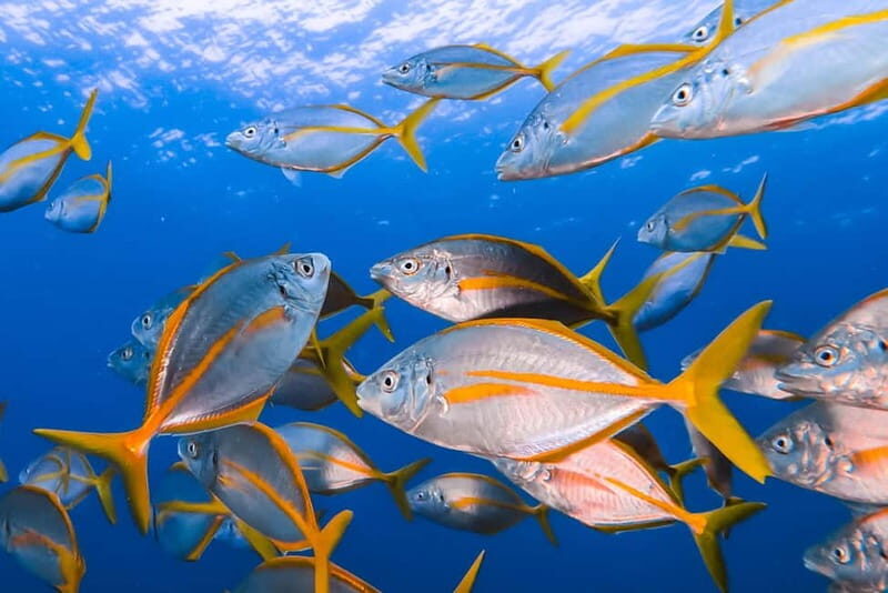 Costa Teguise: Guided 2-hour Snorkeling Tour for all levels - FAQs