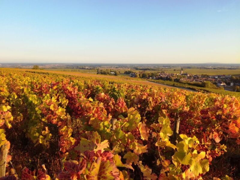 Côte de Beaune Private Local Wineries and Wine Tasting Tour - Practical Details at a Glance